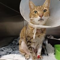 Clear Ridge Veterinary Surgery ico