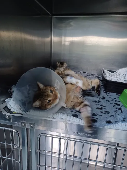 Clear Ridge Veterinary Surgery Picture 5