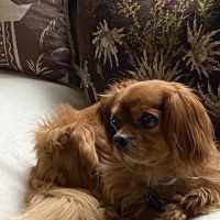 Stamford Veterinary Centre ico