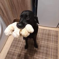 Priory Veterinary Practice - Stamford ico