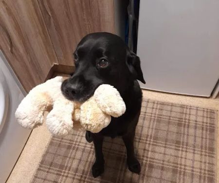 Priory Veterinary Practice - Stamford