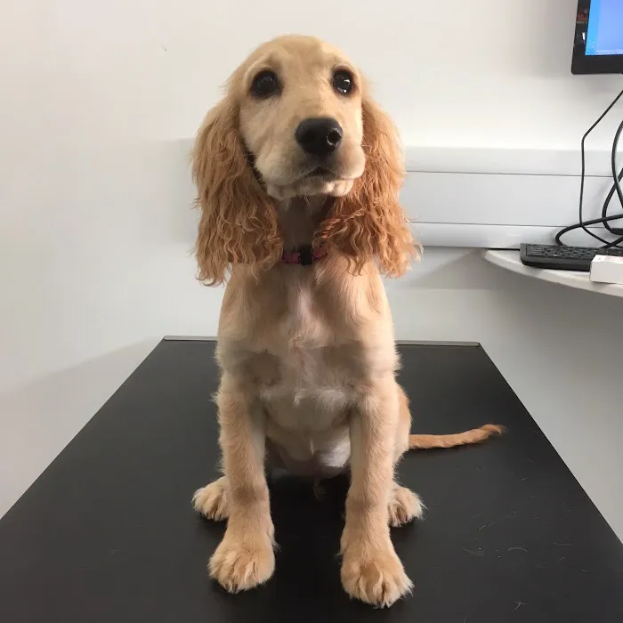 Priory Veterinary Practice - Stamford Picture 3