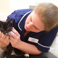 Yarwell Veterinary Surgery ico