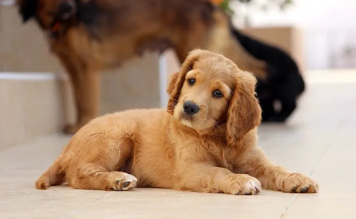 Animates Veterinary Clinic Picture 1