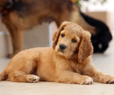 Animates Veterinary Clinic
