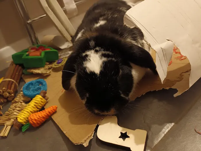 Animates Veterinary Clinic Picture 10