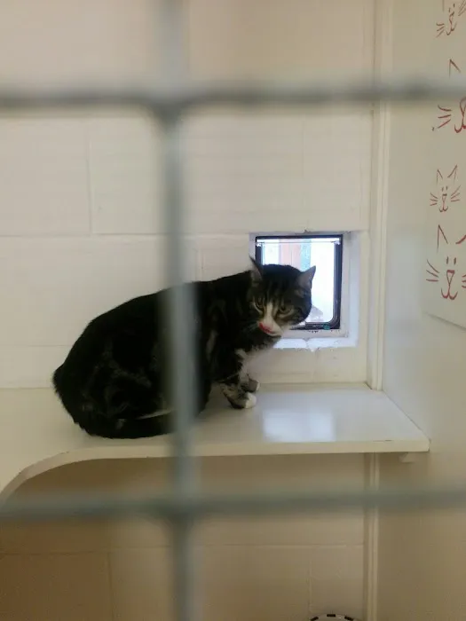Lakeview Cattery Picture 3