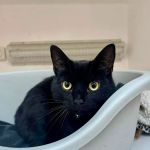 Lakeview Cattery