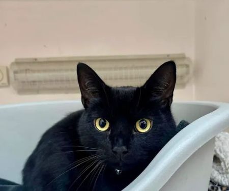 Lakeview Cattery
