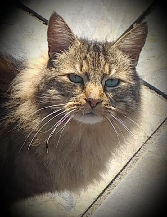 Lakeview Cattery Picture 2