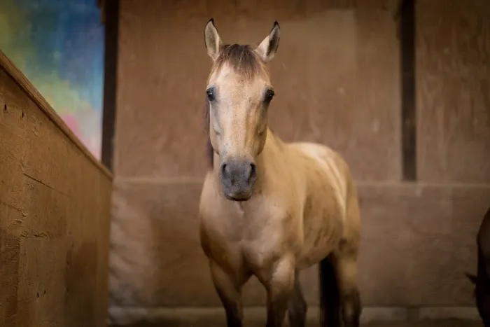 Oakham Veterinary Hospital Equine Picture 1