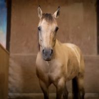 Oakham Veterinary Hospital Equine ico