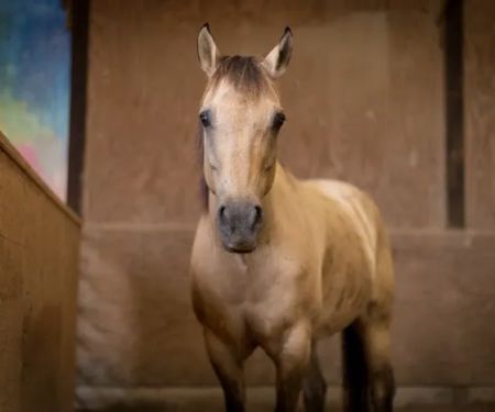 Oakham Veterinary Hospital Equine