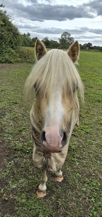 Oakham Veterinary Hospital Equine Picture 4