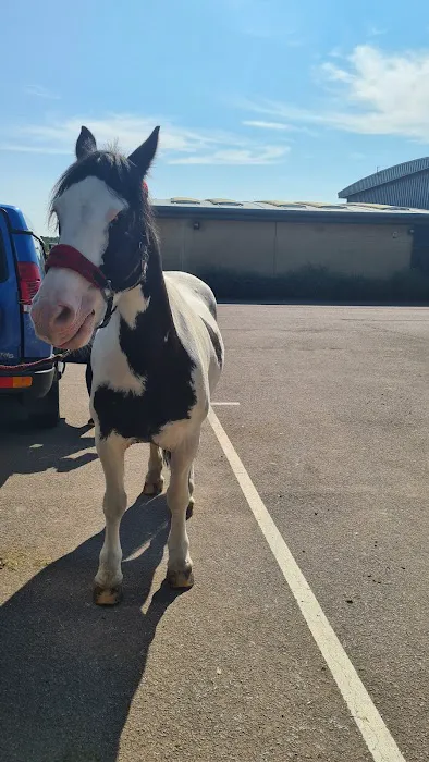 Oakham Veterinary Hospital Equine Picture 10