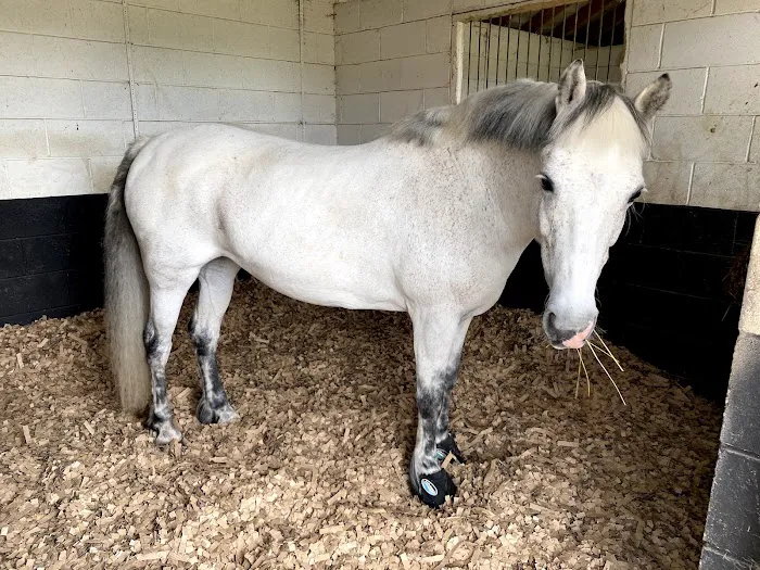 Oakham Veterinary Hospital Equine Picture 8