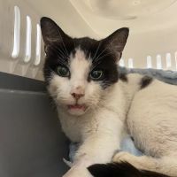 Vets Now Peterborough ico