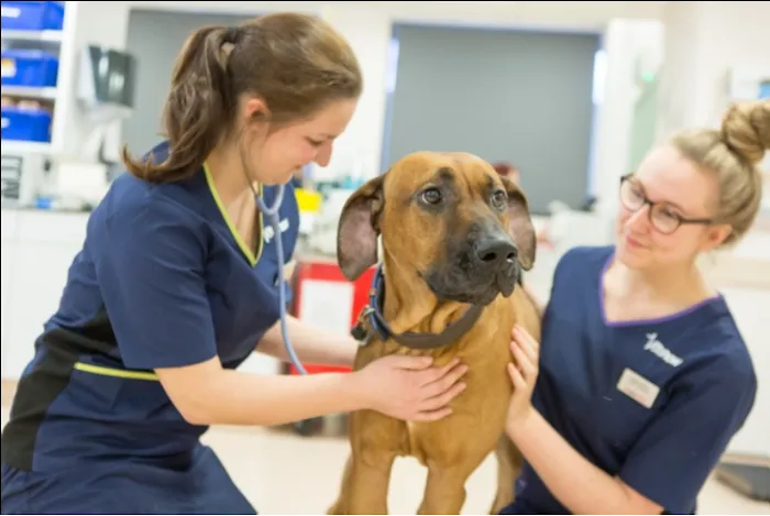 Vets Now Peterborough Picture 3