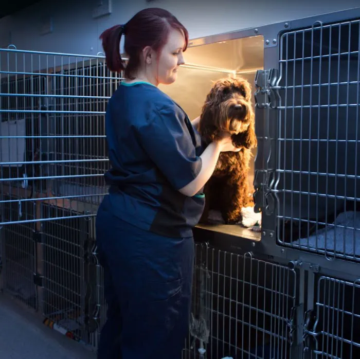 Vets Now Peterborough Picture 4
