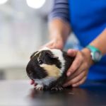 Byre Veterinary Referrals