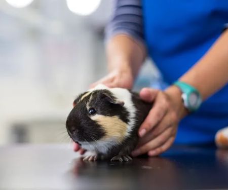 Byre Veterinary Referrals