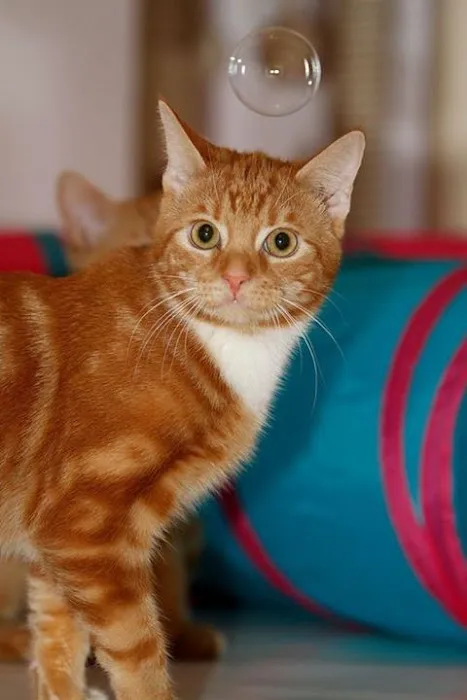 The Gables Cattery Picture 2