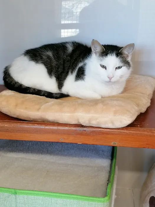 The Gables Cattery Picture 7