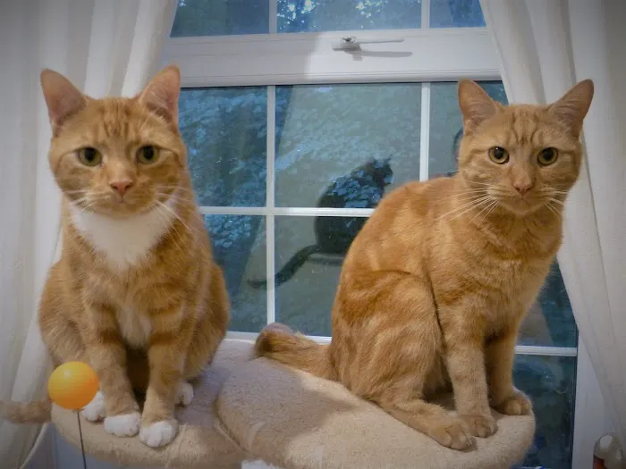 The Gables Cattery Picture 8