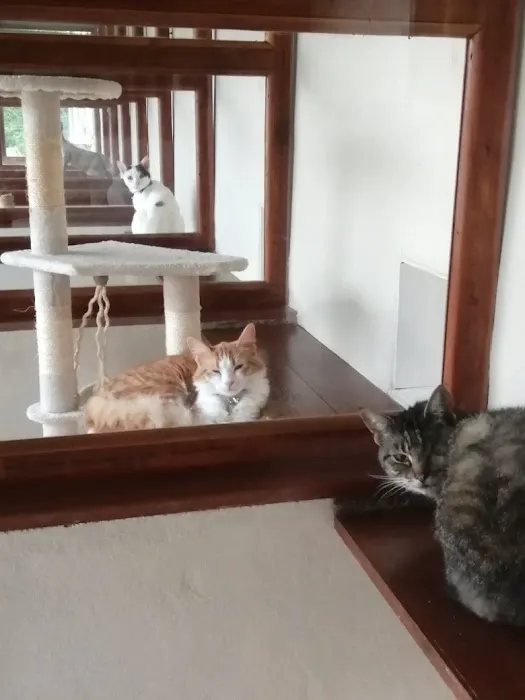 The Gables Cattery Picture 10