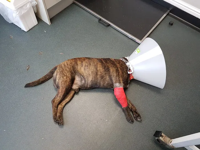 Richmond House Veterinary Centre Picture 9