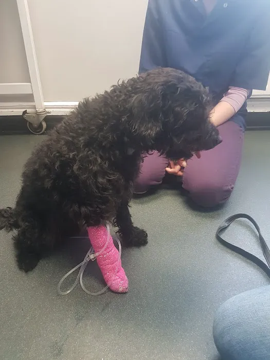 Richmond House Veterinary Centre Picture 8