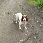 Vets4Pets - Dewsbury