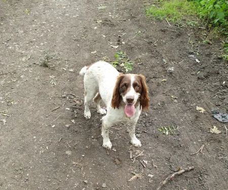 Vets4Pets - Dewsbury