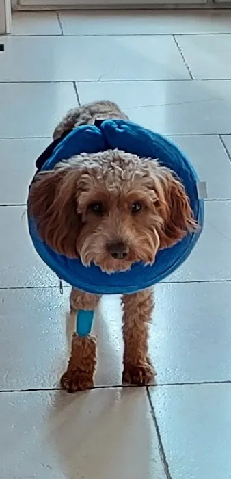 Vets4Pets - Dewsbury Picture 4