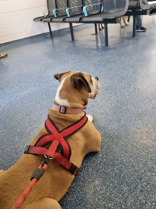 Animal Trust Vets CIC - Dewsbury Picture 4