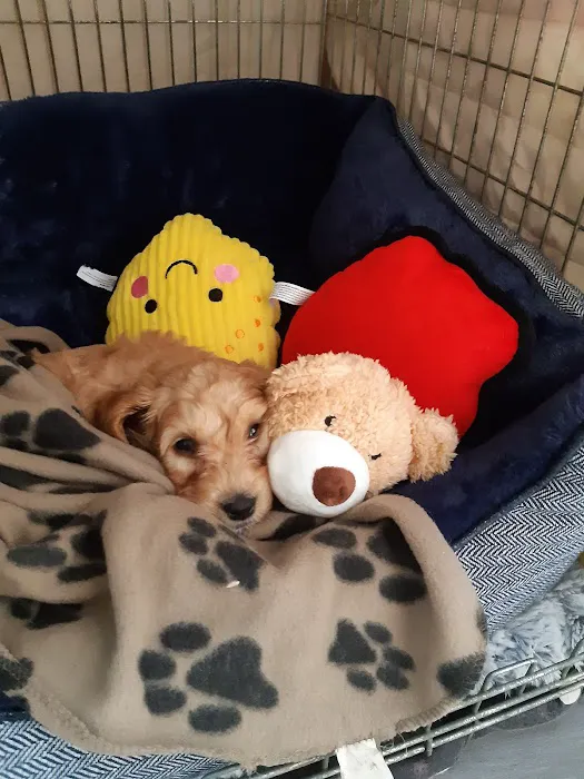 Animal Trust Vets CIC - Dewsbury Picture 9