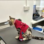 Abbey House Vets in Batley