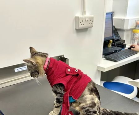 Abbey House Vets in Batley