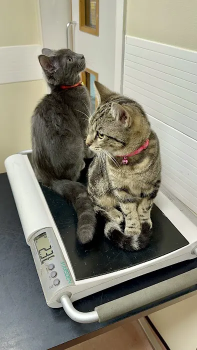 Abbey House Vets in Batley Picture 4