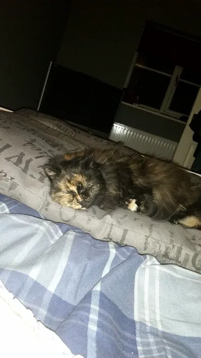 Abbey House Vets in Batley Picture 10