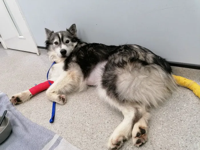 Vets for Pets Leeds Birstall 24/7 Hospital Picture 6