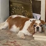 Donaldson's Vets Ltd