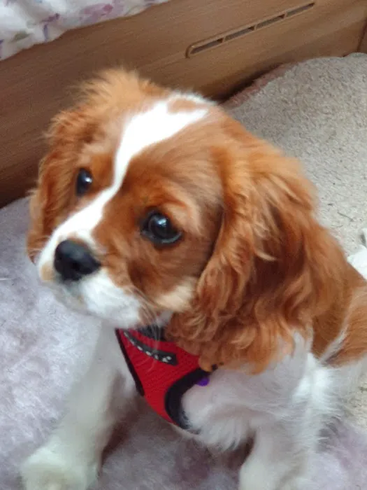 Donaldson's Vets Ltd Picture 8