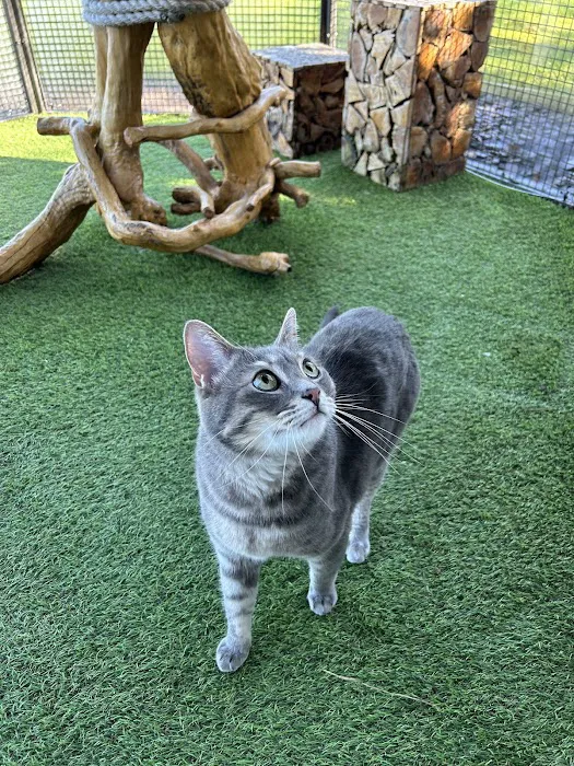 The Ings Luxury Cat Hotel Picture 1