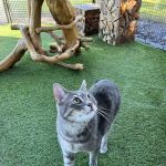 The Ings Luxury Cat Hotel