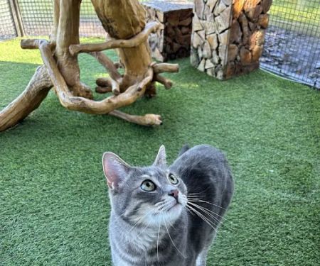 The Ings Luxury Cat Hotel