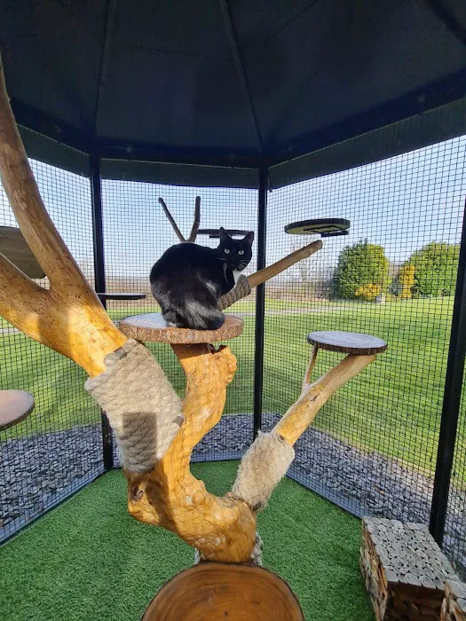 The Ings Luxury Cat Hotel Picture 4