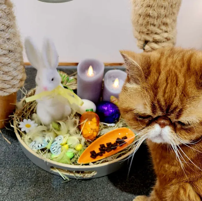 The Ings Luxury Cat Hotel Picture 5