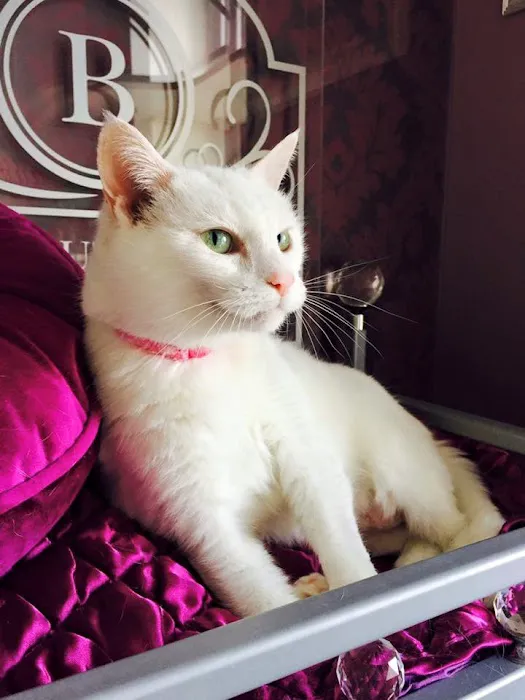 The Ings Luxury Cat Hotel Picture 6