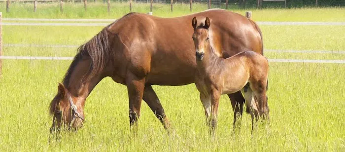 Tower Equine Picture 1